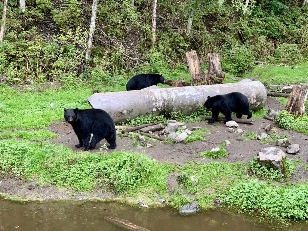 new amsterdam alaska cruise